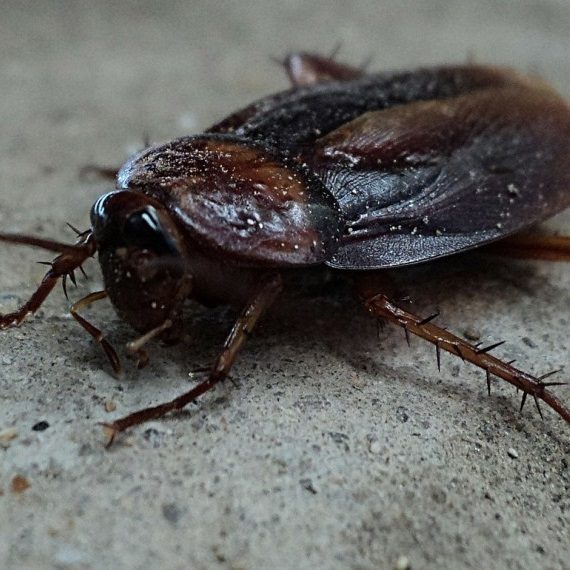 Cockroaches, Pest Control in East Ham, Beckton, E6. Call Now! 020 8166 9746