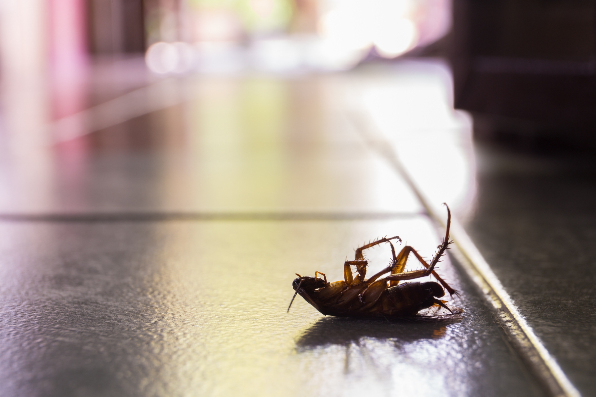 Cockroach Control, Pest Control in East Ham, Beckton, E6. Call Now 020 8166 9746