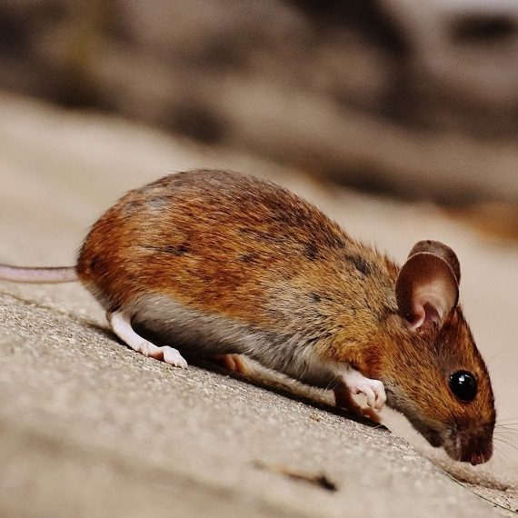 Mice, Pest Control in East Ham, Beckton, E6. Call Now! 020 8166 9746