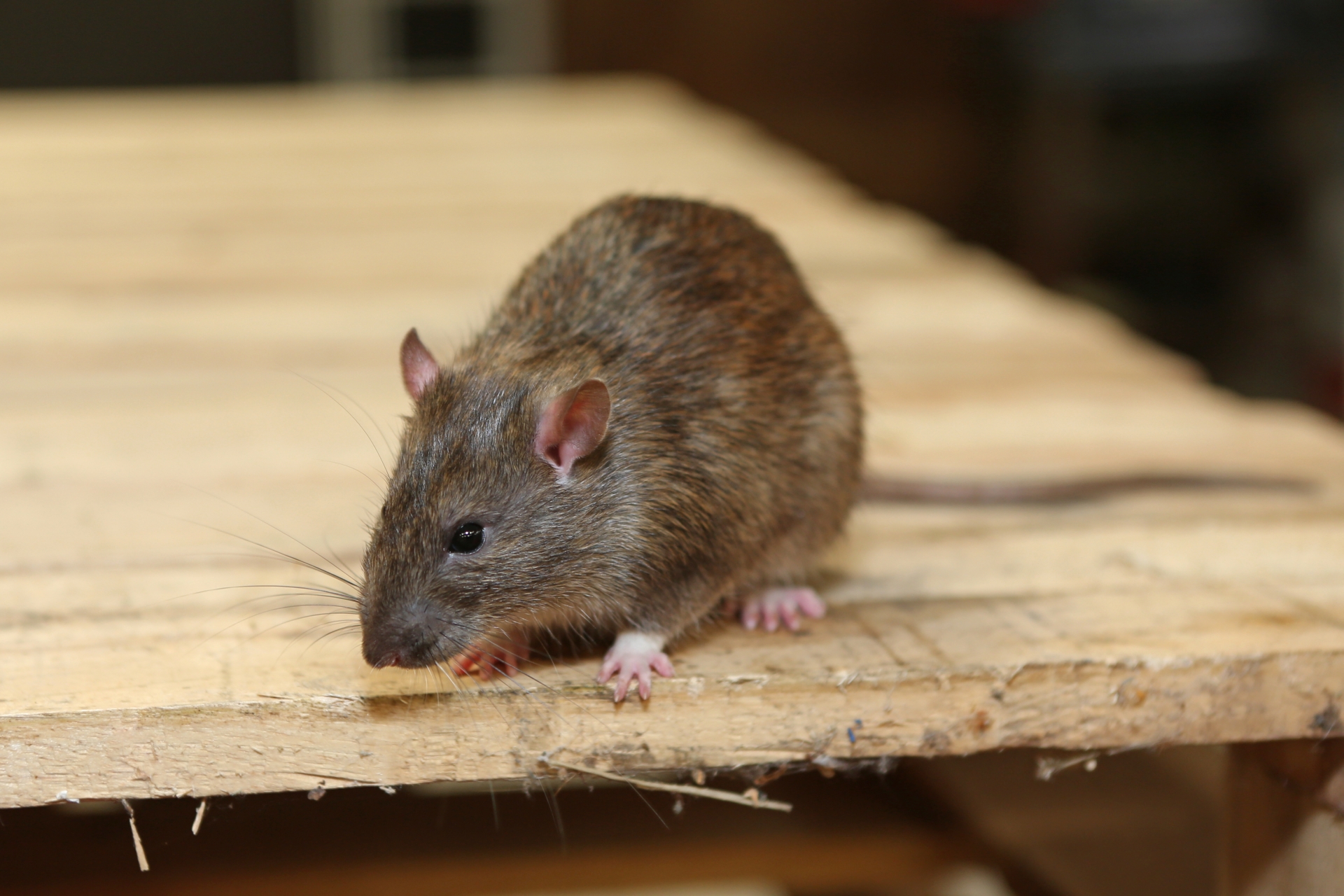 Rat Infestation, Pest Control in East Ham, Beckton, E6. Call Now 020 8166 9746