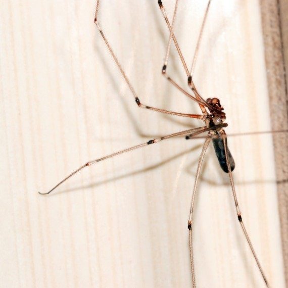 Spiders, Pest Control in East Ham, Beckton, E6. Call Now! 020 8166 9746