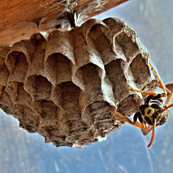 Wasps Nest, Pest Control in East Ham, Beckton, E6. Call Now! 020 8166 9746