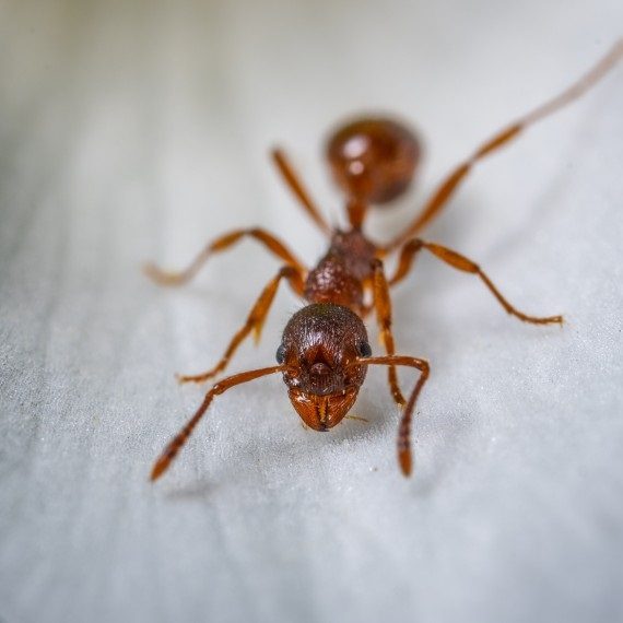 Field Ants, Pest Control in East Ham, Beckton, E6. Call Now! 020 8166 9746