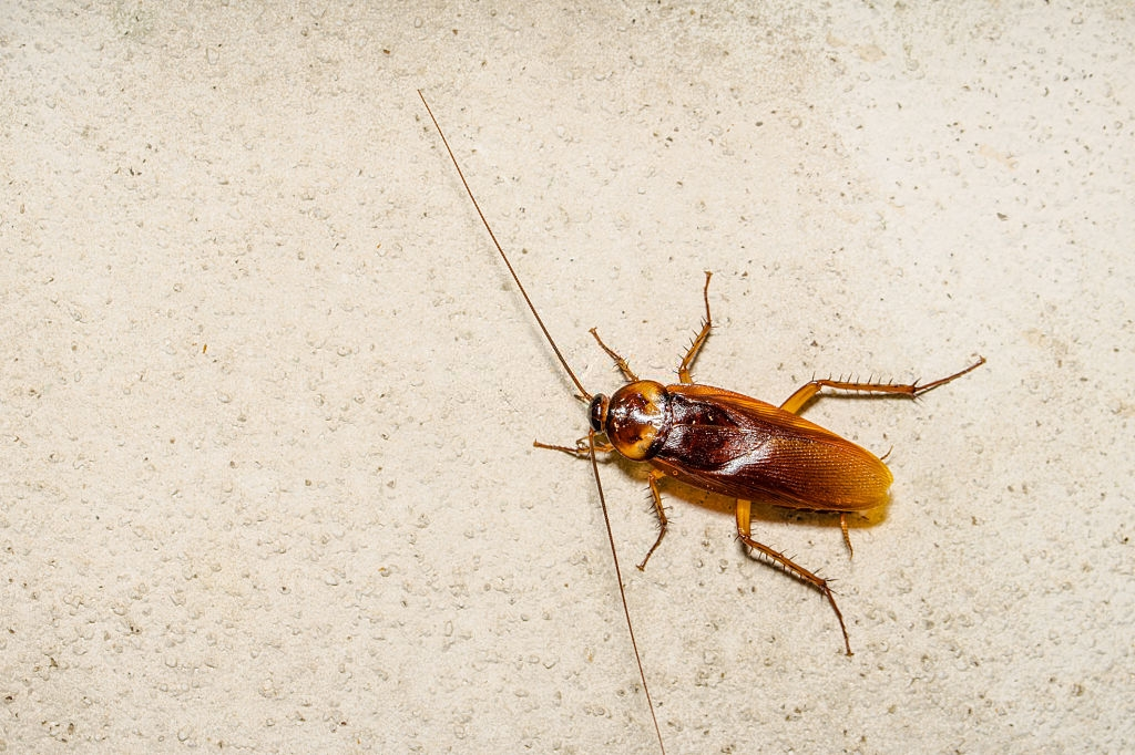 Cockroach Control, Pest Control in East Ham, Beckton, E6. Call Now 020 8166 9746
