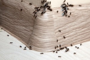 Ant Control, Pest Control in East Ham, Beckton, E6. Call Now 020 8166 9746